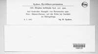 Image of Cyathicula starbaeckii